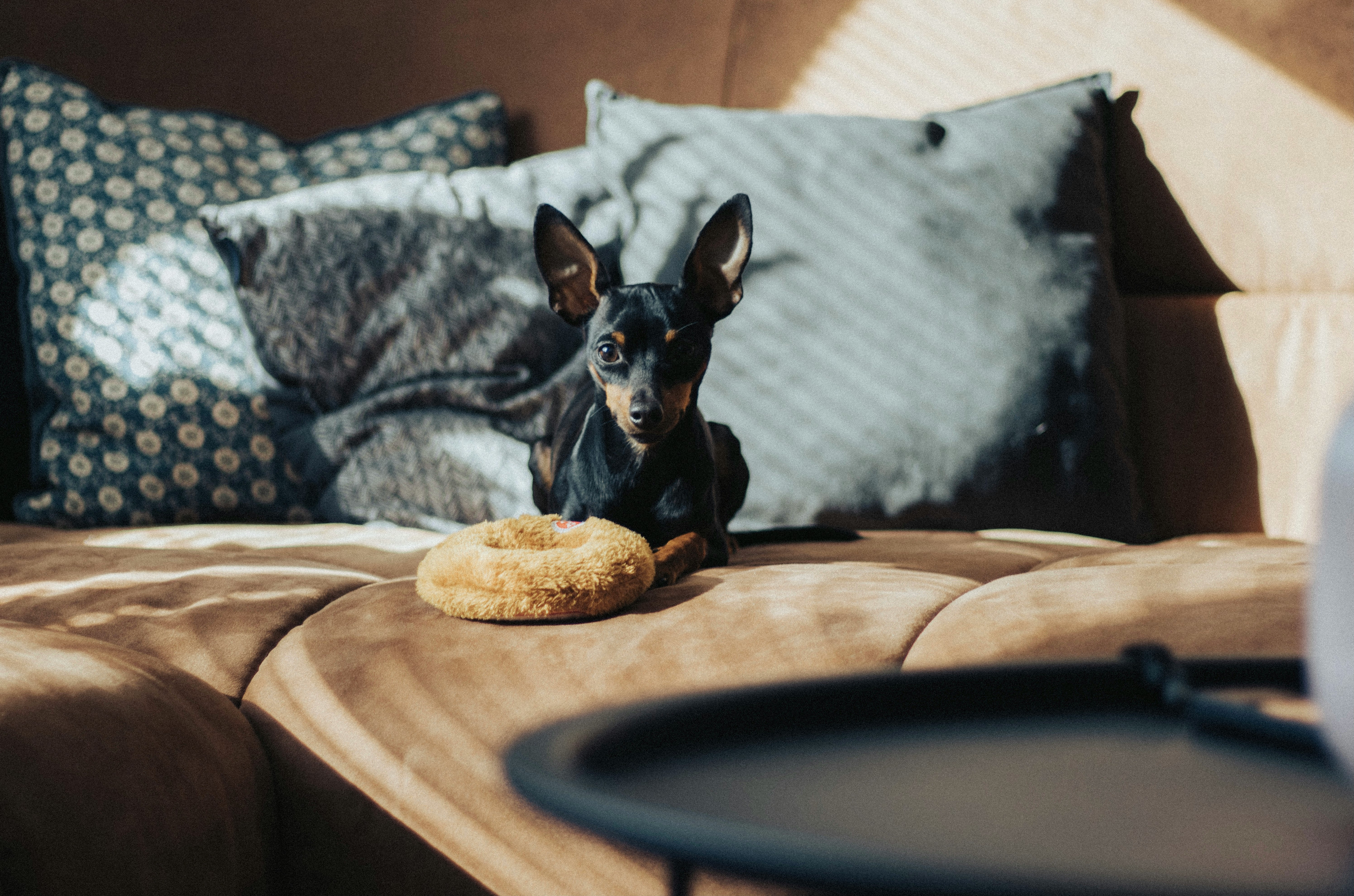 black and brown short coated dog on brown wooden round table